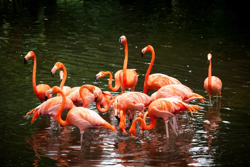 flamingos in lake